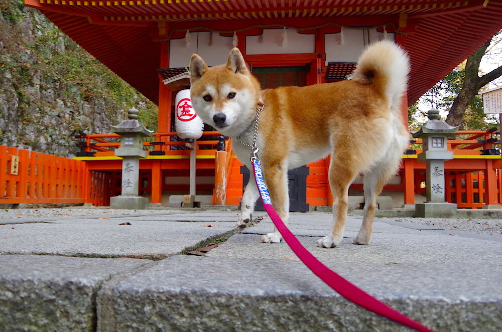 河北队力保不败，赛场上表现耀眼夺冠！，河北队是哪个队