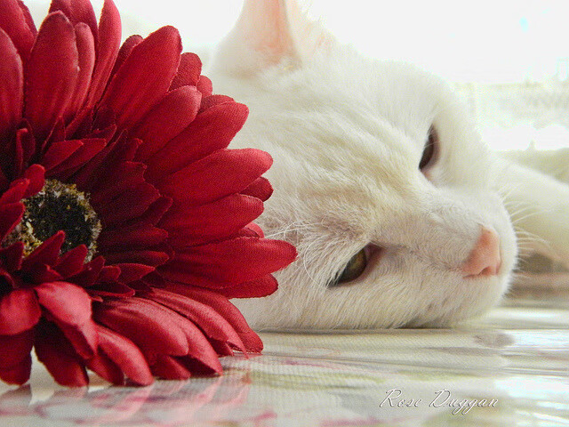 Kaiyun APP-球队实力爆发！欧国联赛场掀起波澜，欧国联赛事介绍