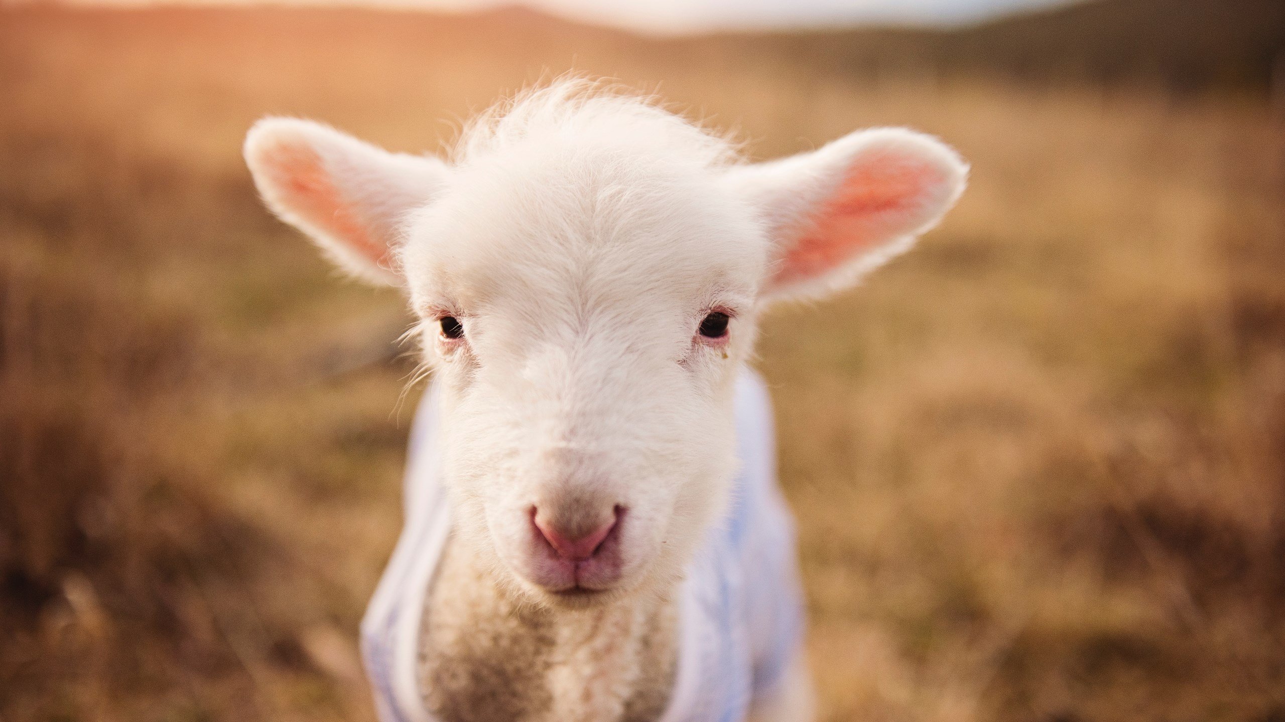 皇家马德里主场3-0战胜皇家社会，取得胜利，皇家马德里3连冠