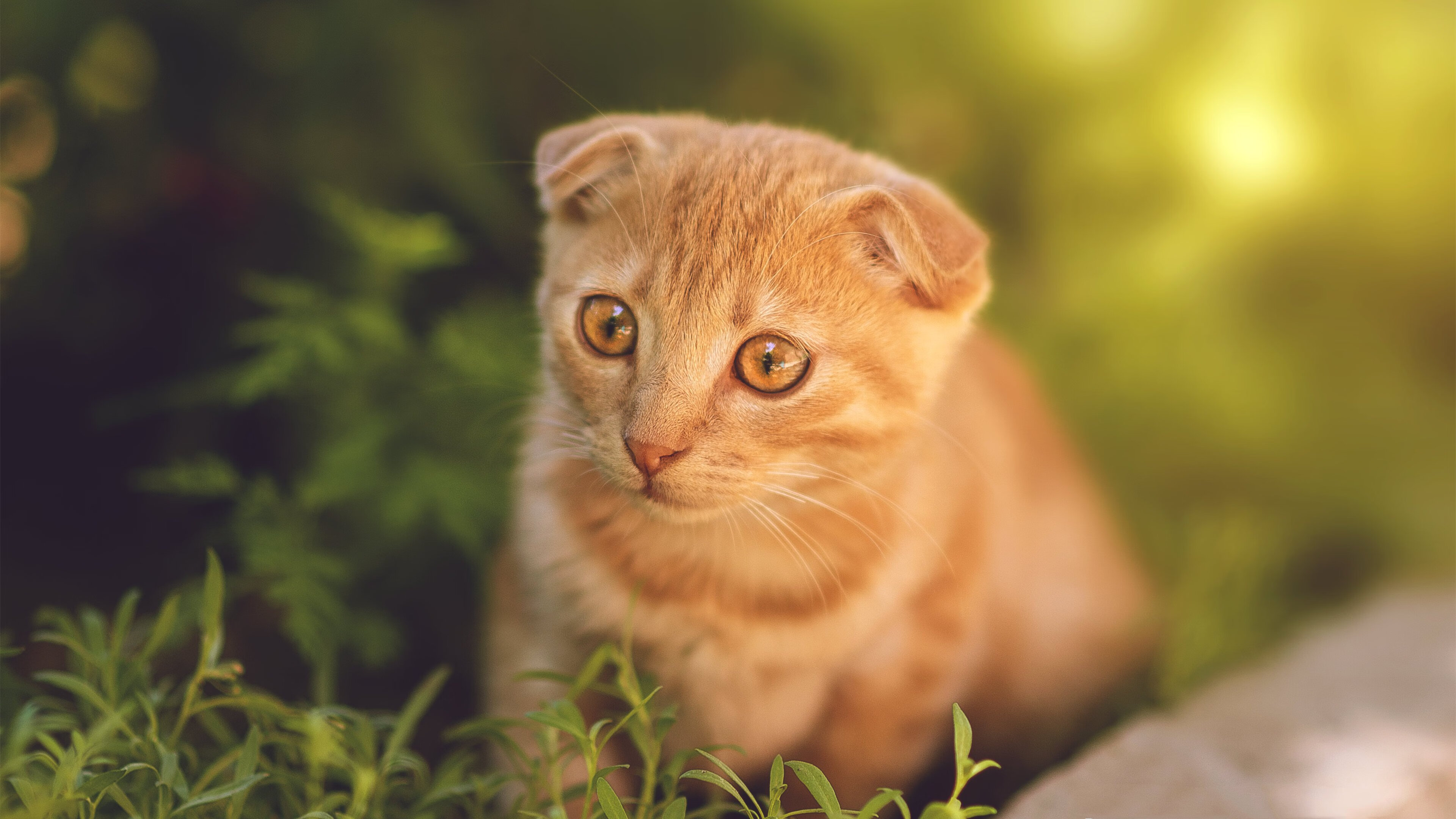 俱乐部财务揭秘：豪门背后的人性和阴谋，俱乐部财务管理