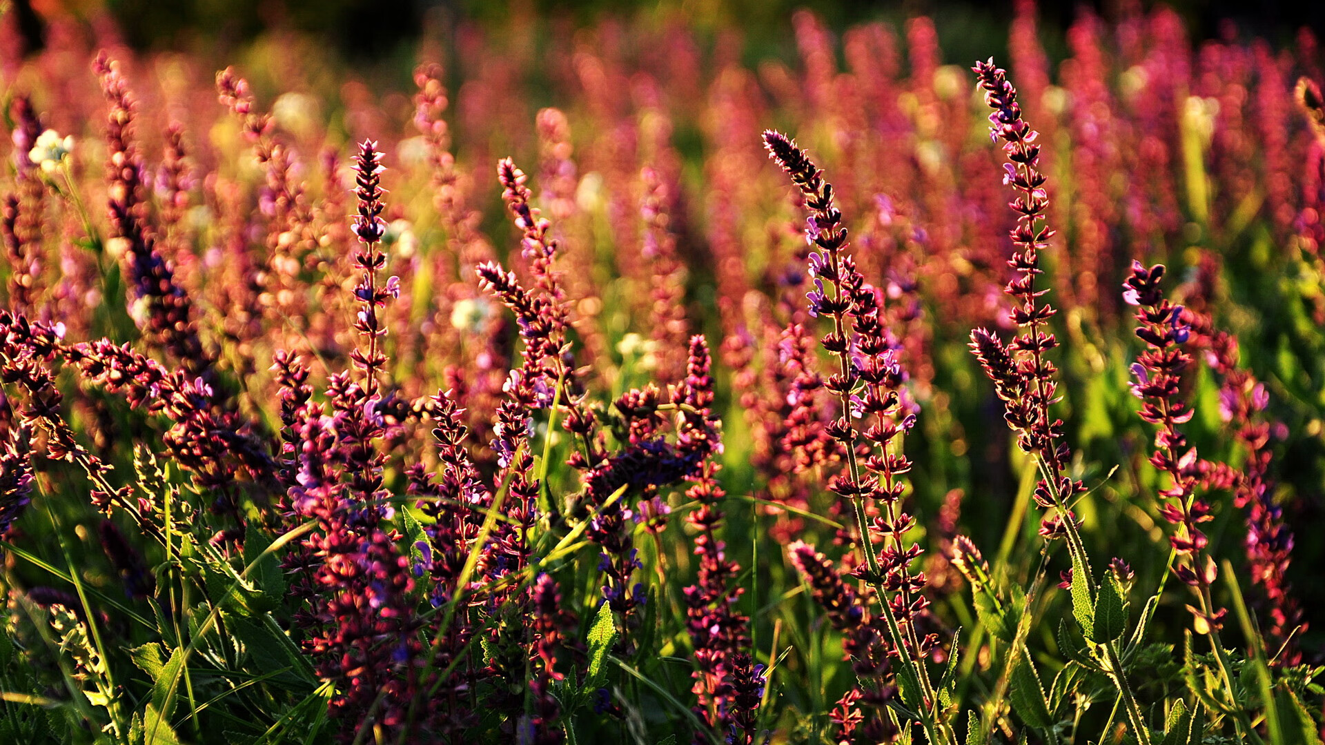 夺冠热门:五大联赛中最具夺冠可能性的球队,五大联赛都夺冠的球员