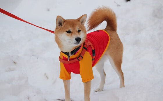 中国三人篮球女队磨炼技战术实力，中国三人篮球女队成绩