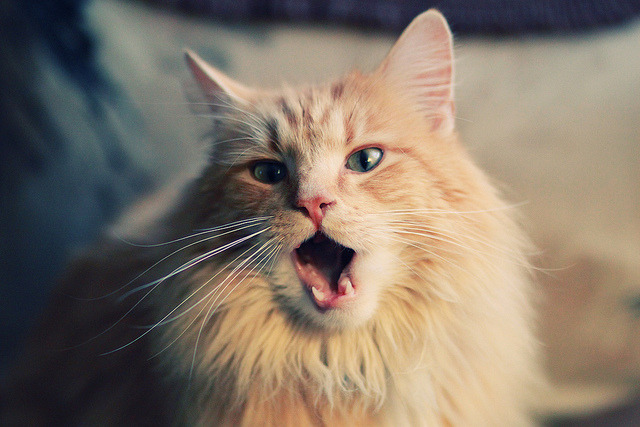 赛季初转会对战术融合与配合同步性的影响，新赛季转会消息