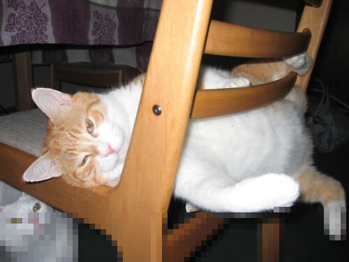 开云官方网页登录-“霍斯特的防守艺术，成为南非羚羊队的致命武器”