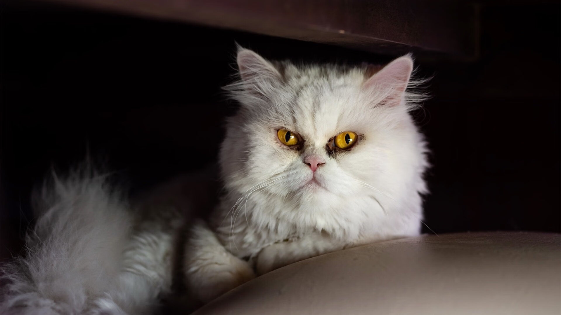 开云中国大陆-世界杯历史经典比赛再盘点，播放世界杯历史