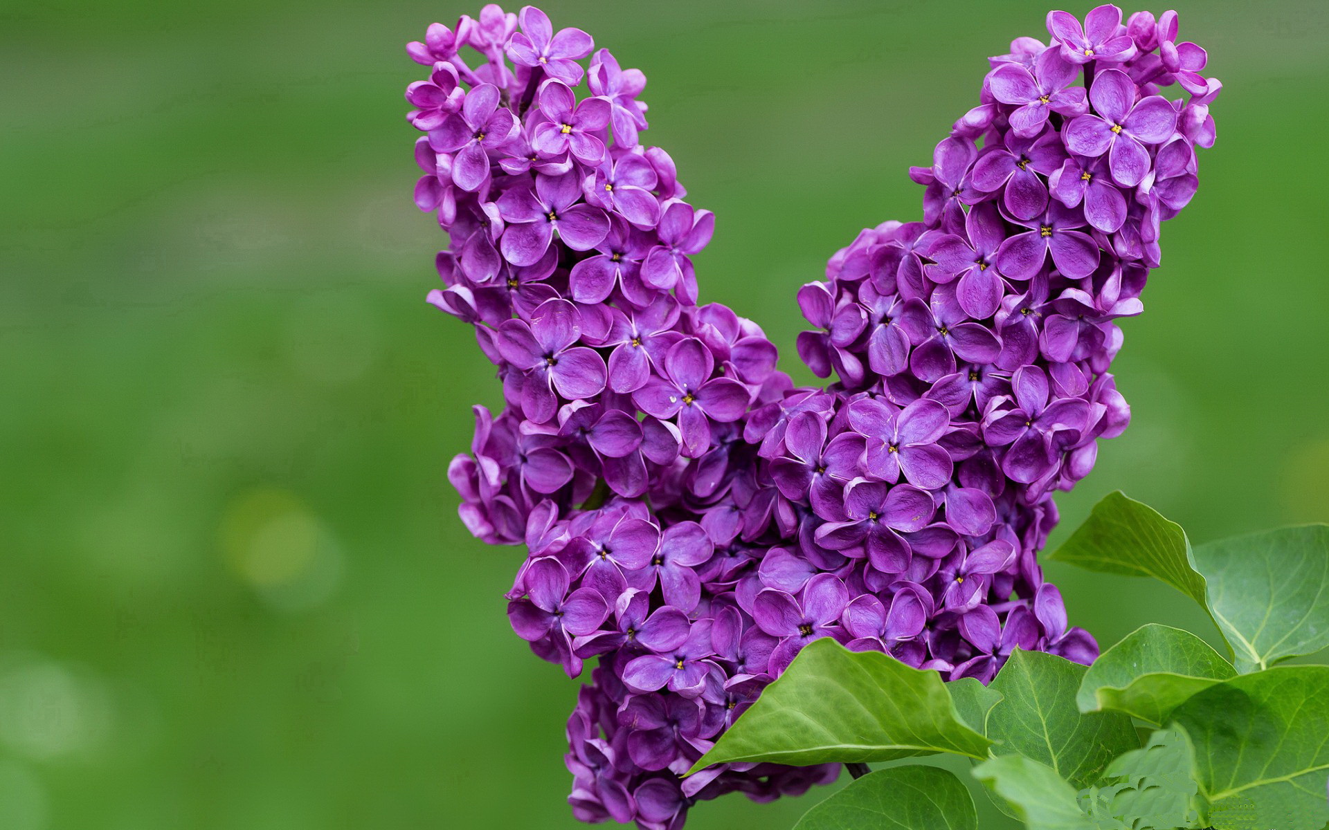 开云入口-乔·莫伊：全黑队关键比赛中的“终结者”，一击制胜