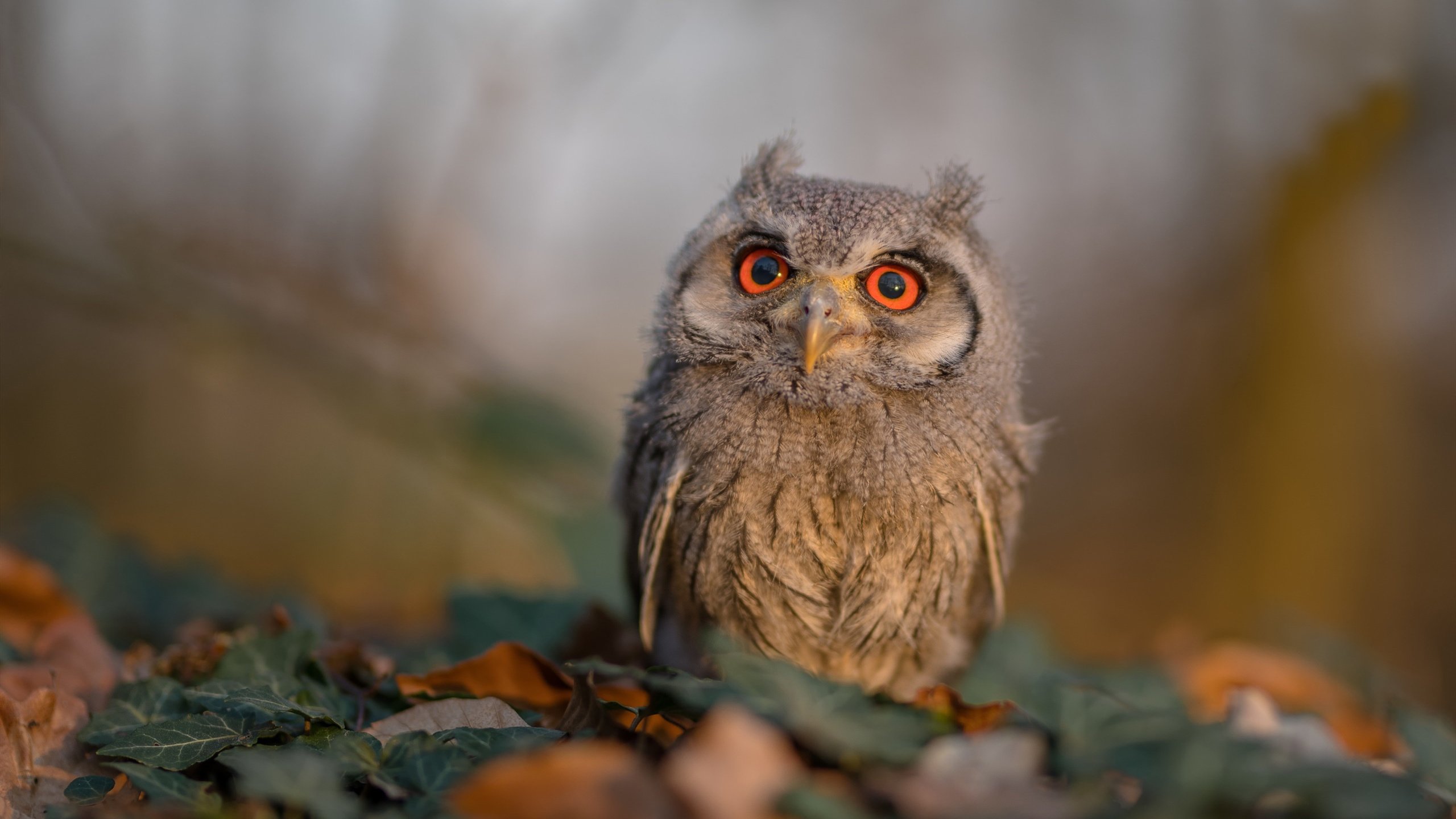 奇才通过快节奏掌控上半场主动权,奇才通过快节奏掌控上半场主动权的球员