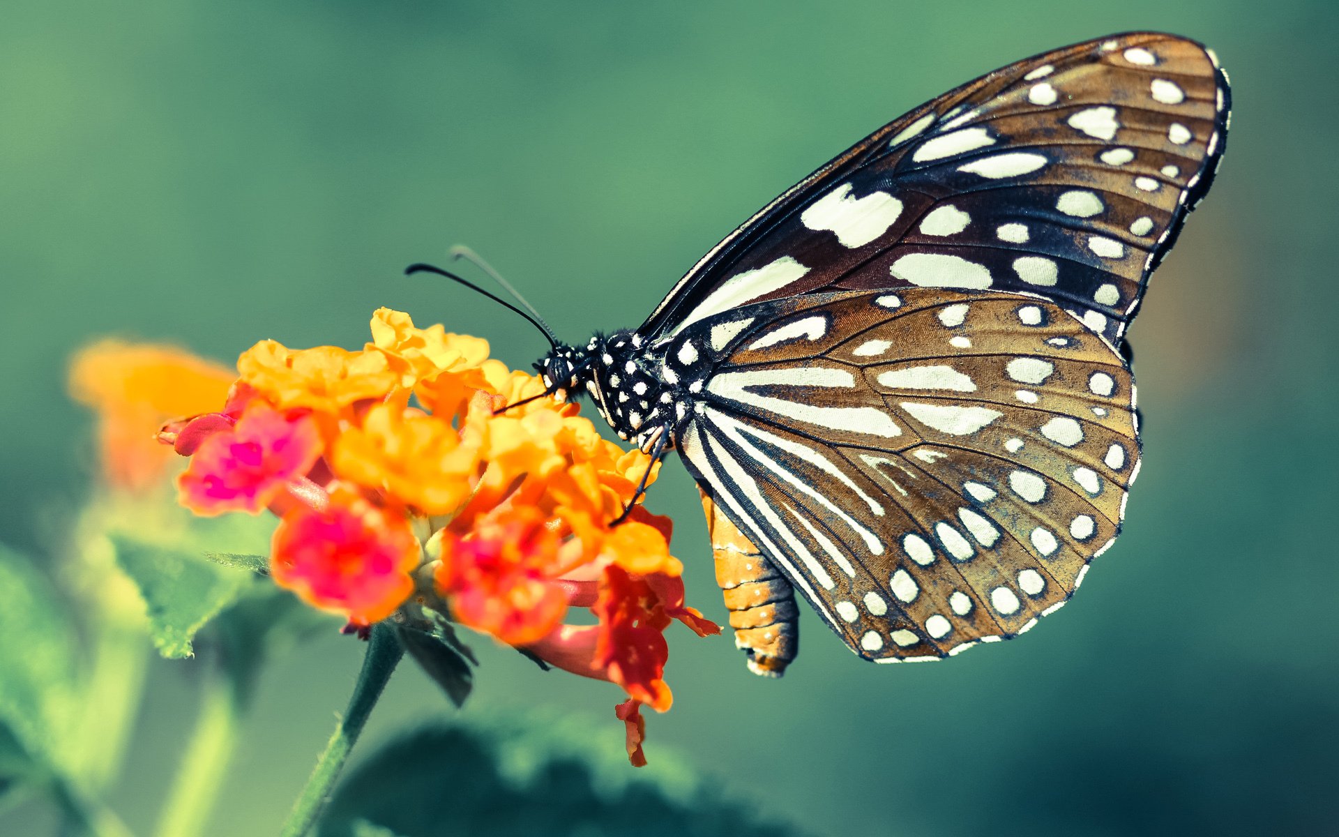 意甲战绩辉煌:进攻场面让人目不暇接,意甲经典比赛