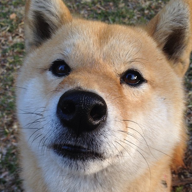 柯洁迎来挑战围棋冠军赛，柯洁围棋什么水平知乎